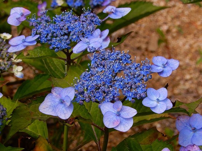 森林植物園訪問 百四十一回目（6/20） その2 北苗畑の2