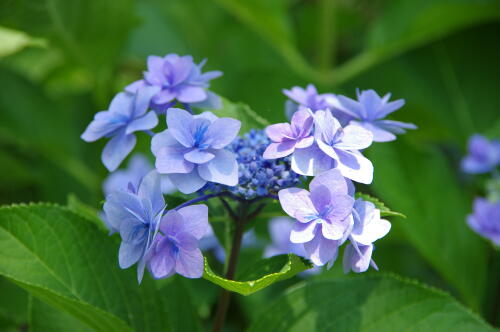 昭和記念公園の紫陽花