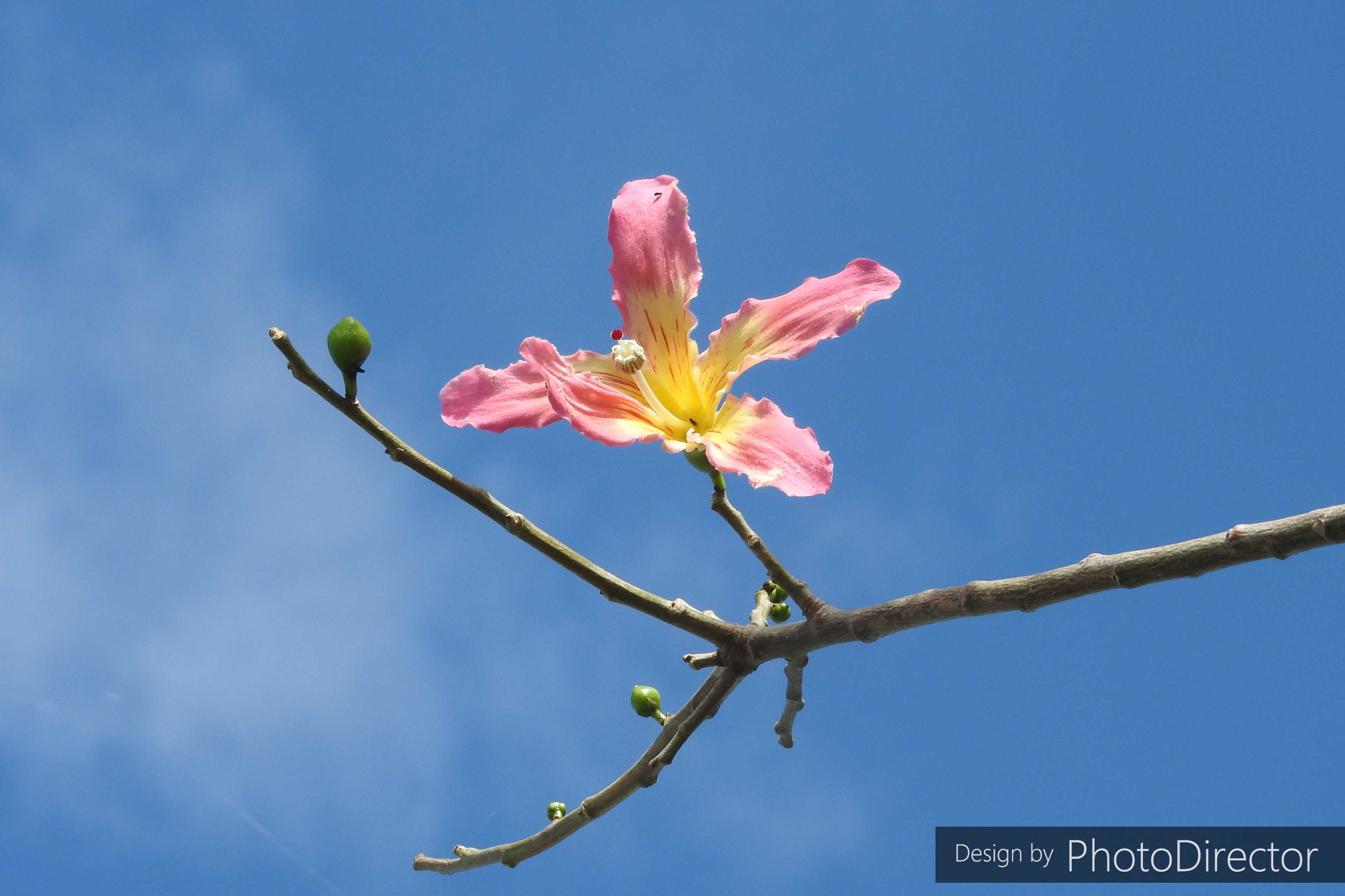 スクラップ ブック の 目次 ねこログ 楽天ブログ