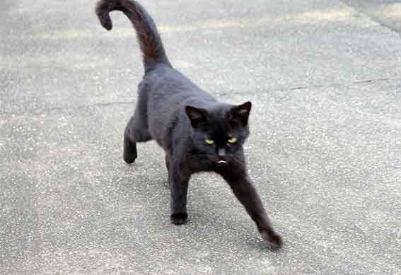 我が家のニャンコ♪2015/11/10-2