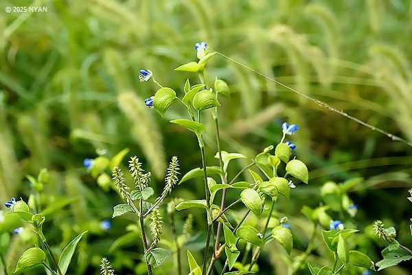 ツユクサ（露草、ツユクサ科）