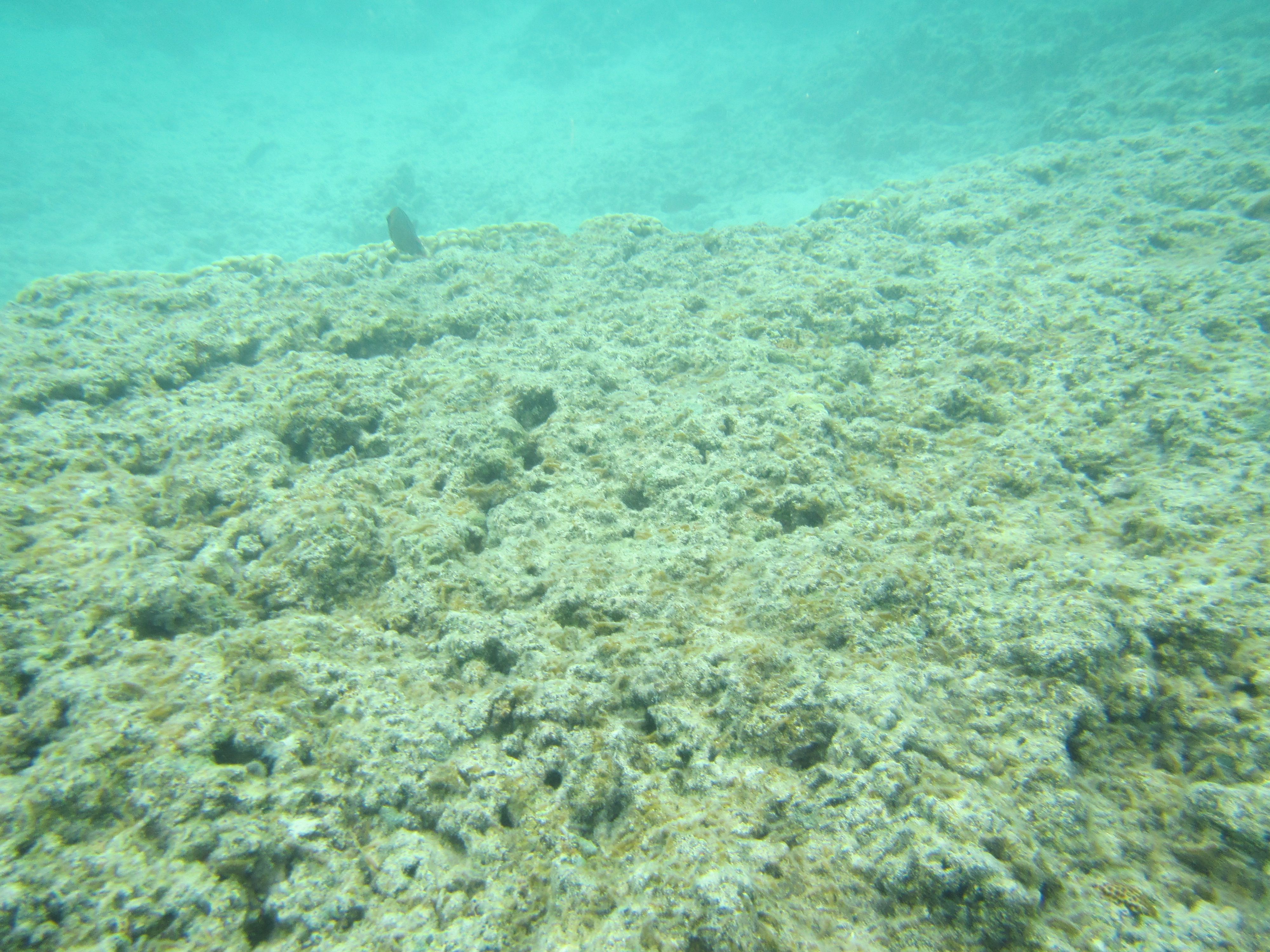 天国の海 海の中 その１ Ohkura Kohziのブログ 楽天ブログ