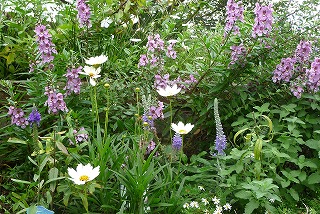 P1080045ss.jpg