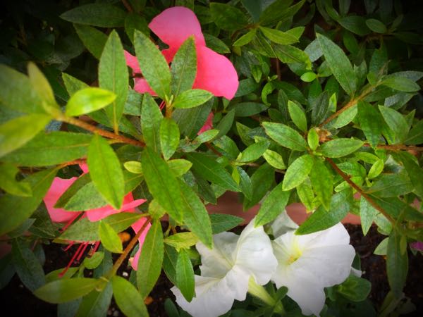 rblog-20150531144709-01.jpg