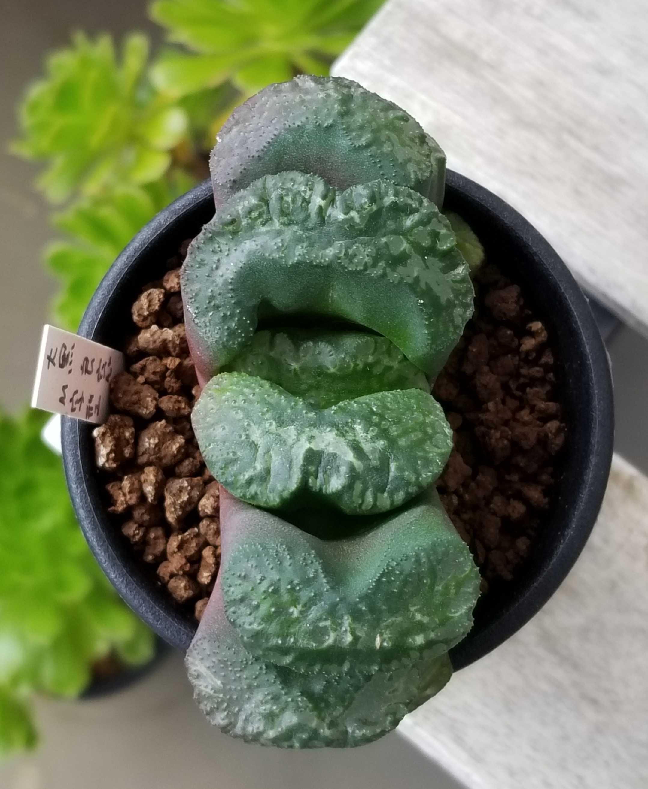 多肉植物 ハオルチア 玉扇 夏雲河×極翠守氷 幅広Mタイプ窓 台湾 多肉植物 ハオルチア 玉扇 夏雲河×極翠守氷 幅広Mタイプ窓 台湾