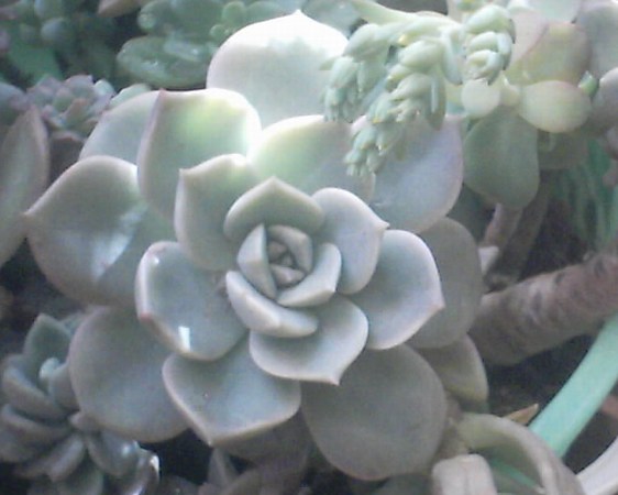 多肉植物