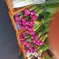 赤かぶ