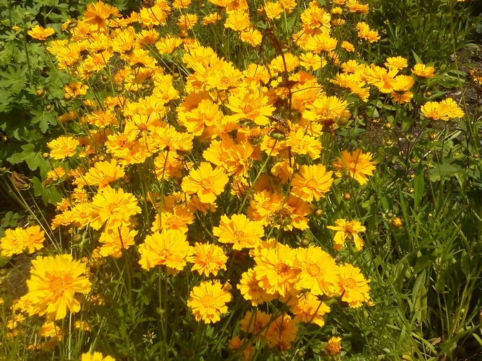 花3.JPG