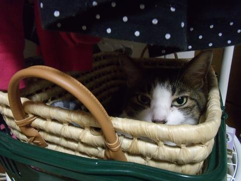 お土産 003.jpg
