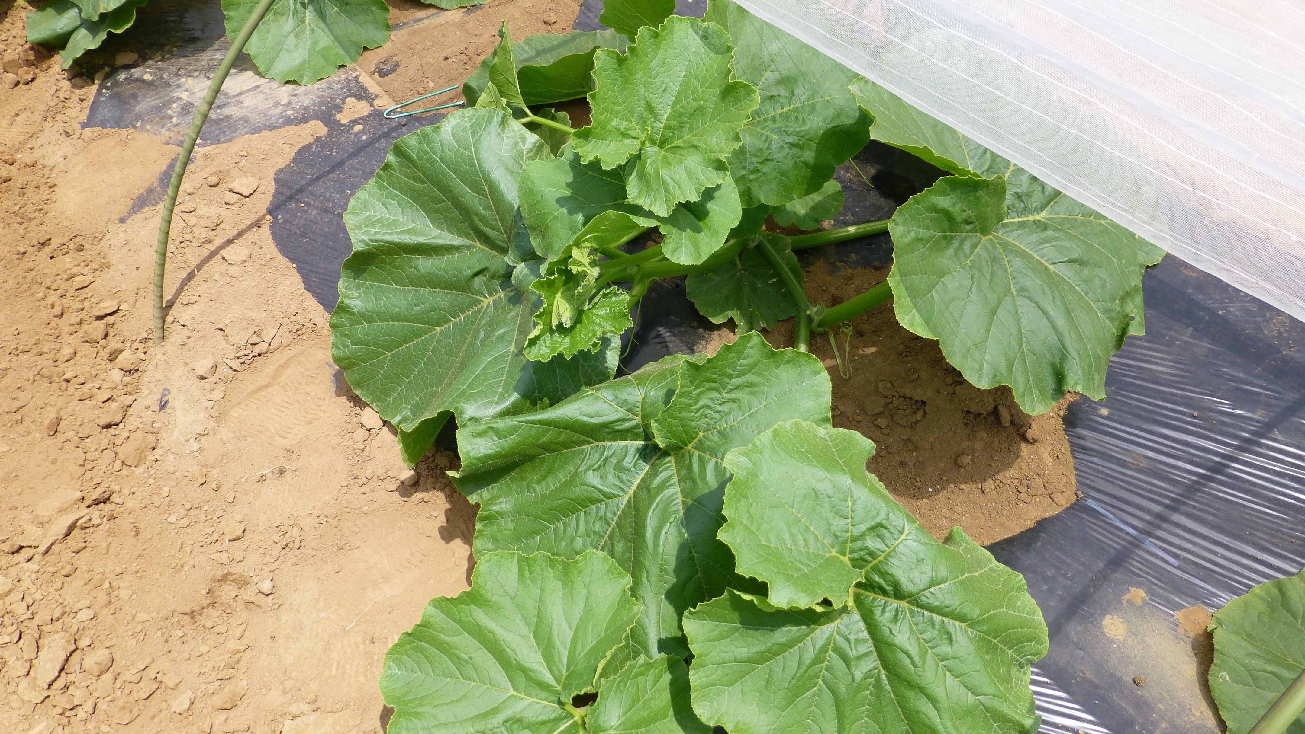 初めてのカボチャの3本仕立て 活き活きpc 園芸三昧 楽天ブログ
