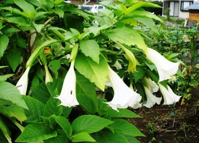 エンジェルストランペットの花 花と蕎麦とリハビリと 楽天ブログ