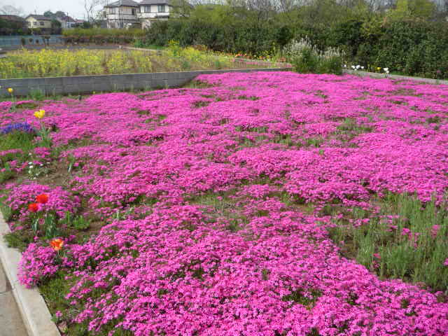 169 芝桜