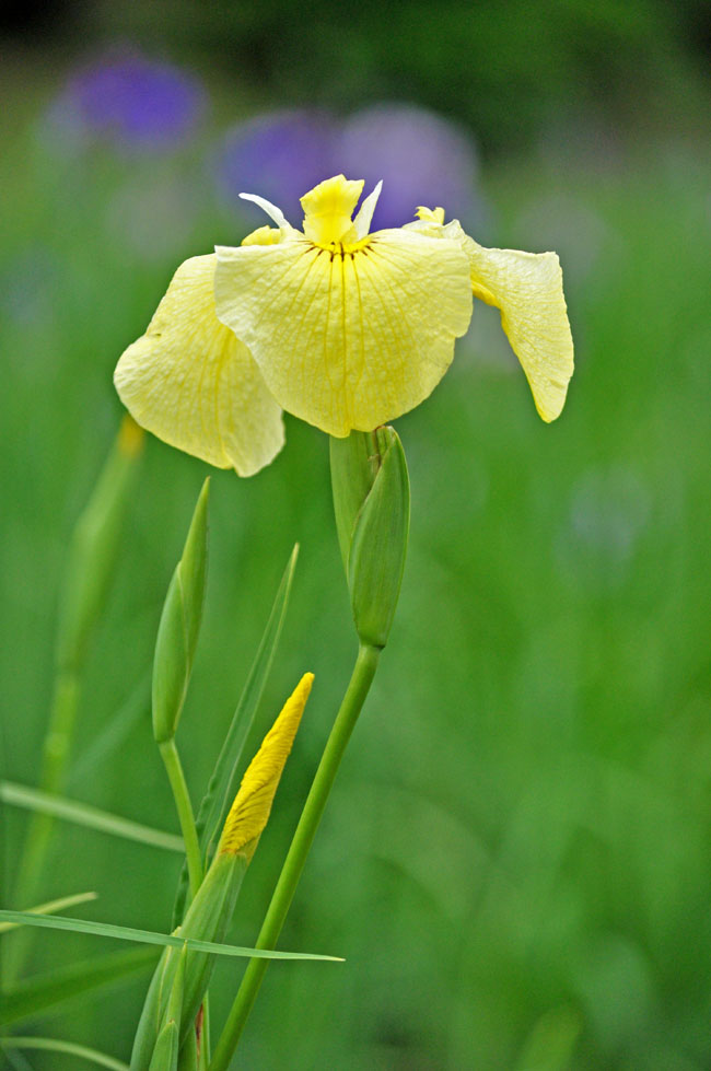 花７