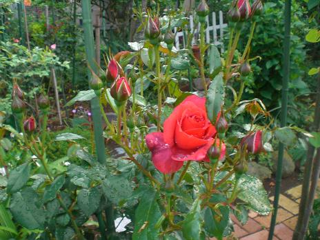 名前忘れた薔薇
