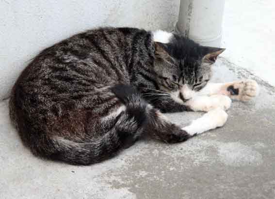 我が家のニャンコ♪2013/7/9-2