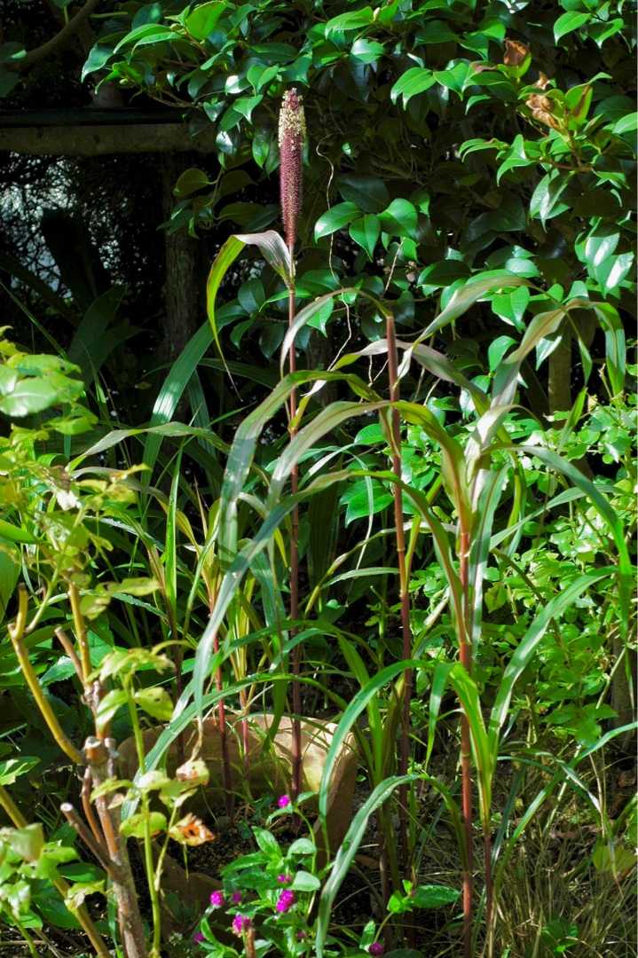 ミレットパープルマジェスティの穂と残念な巨峰 Papuchi Home 楽天ブログ