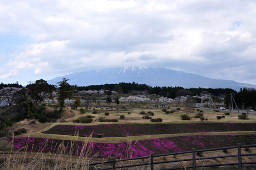 桜６