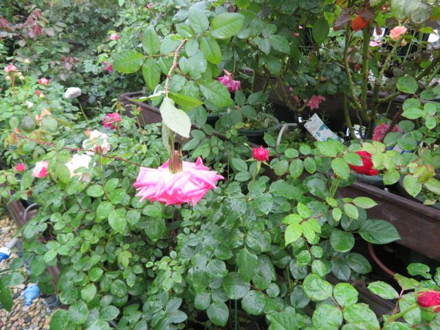 雨に耐えるバラたちと予定通りにいかない一日 ばぁばの薔薇の花園 楽天ブログ