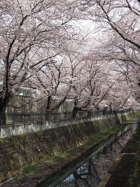 ２０１７年の桜 麻生川 生田緑地 七輪な生活 そして 東京の自然 楽天ブログ