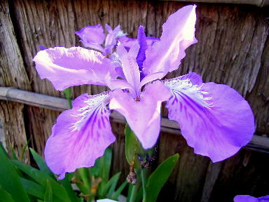 イチハツの花