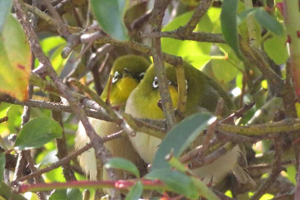 庭の鳥;蜜柑メジロ♂♀、仲良しメシロ。 | 大分金太郎の花鳥蝶月 - 楽天ブログ