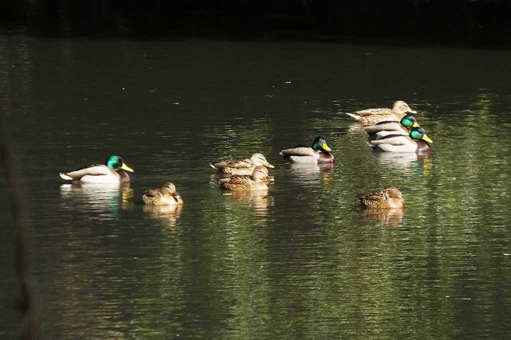 515