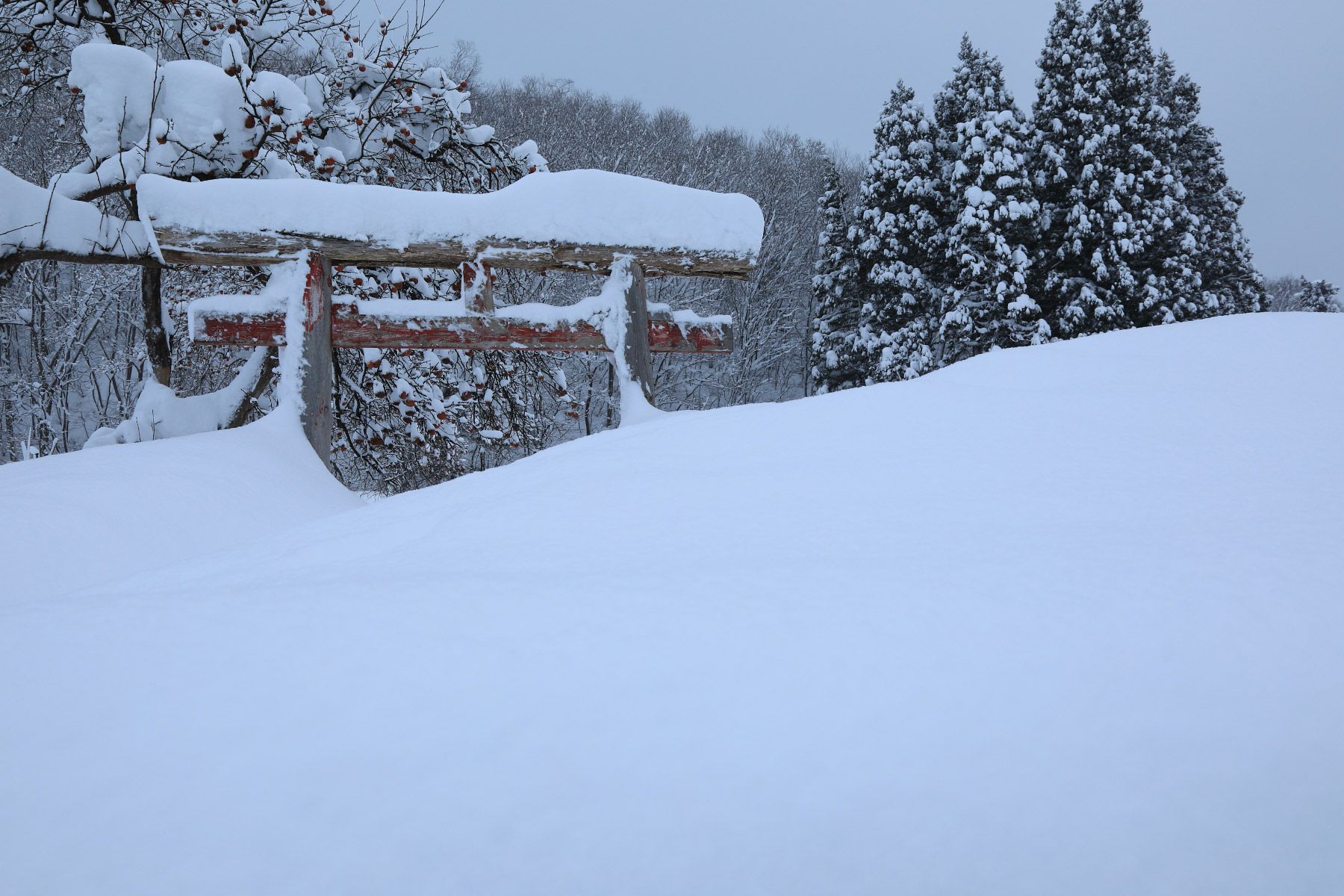 雪に埋もれた鳥居 壁紙自然派 楽天ブログ