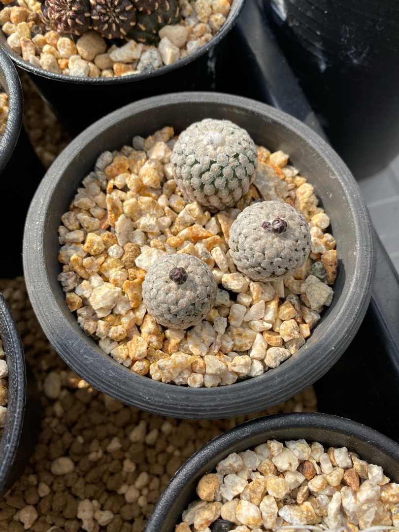 ツルビニたん わたしとサボテンの日々 楽天ブログ