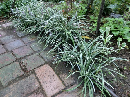 シルバードラゴン