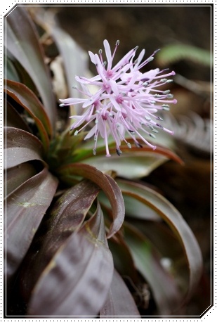 平栗-13 ショウジョバカマ 13.3.31