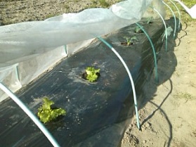 140414ブロッコリーとリーフレタス定植