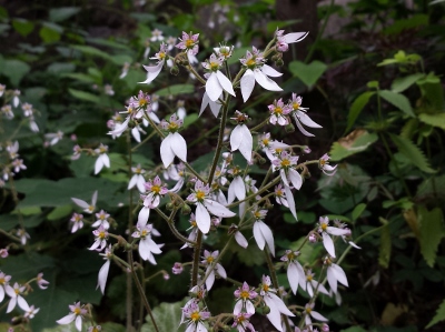 20160605_135047 (400x299).jpg
