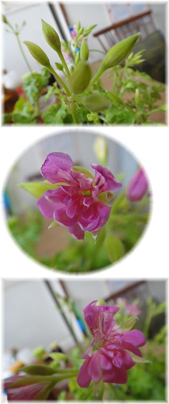 購入ゼラニウムのお花の様子