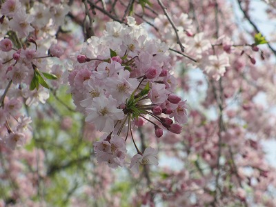 ピンク色の桜にズーム　CanonIXY600F