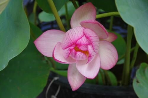 昭和記念公園のハスの花