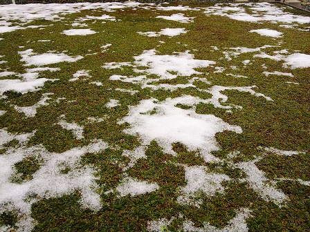 雪が少ないのでクラピアが復活しました2