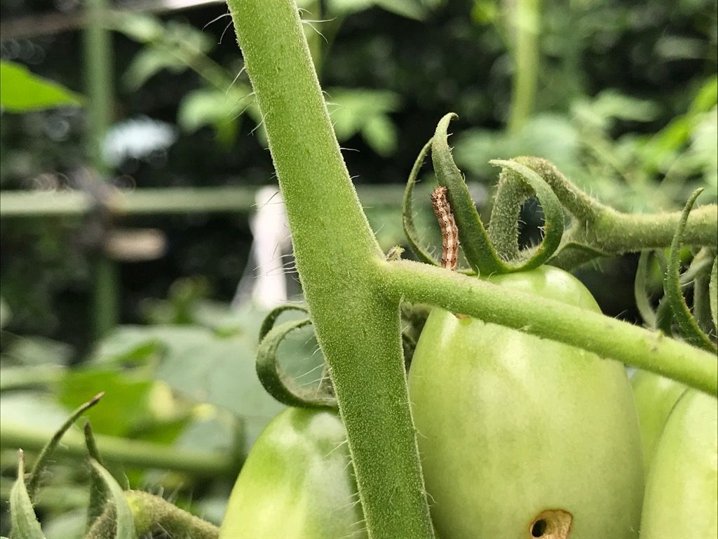 ゼンターリ顆粒水溶剤を使ってみました 虫の嫌いな方は見ないでくださいね 植木屋の三代目をやってます村野園のブログです 楽天ブログ