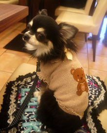 2012.11.10しつけ8