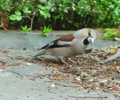 2017-05-10shime (1).JPG