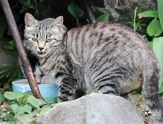 我が家のニャンコ♪2014/06/15-2