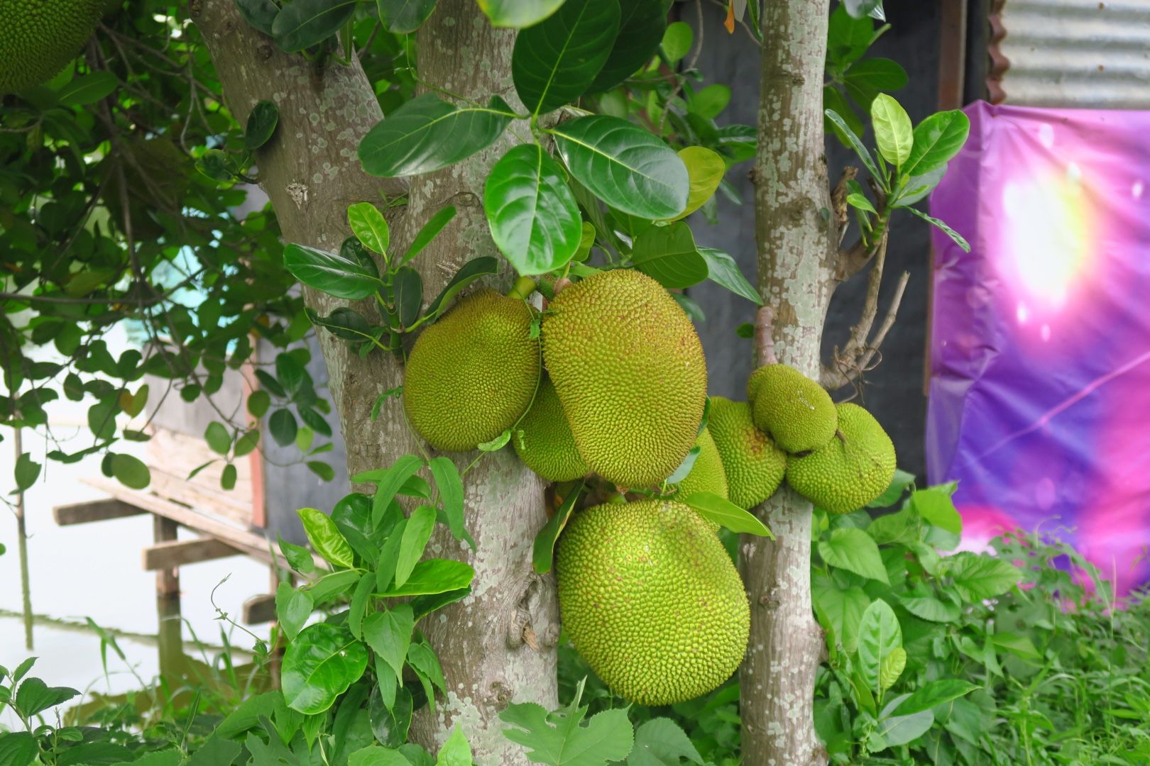 巨大フルーツなる木 なんじゃこれ中国 楽天ブログ