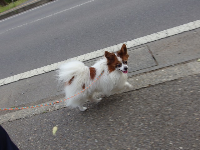 MX2711062.jpg