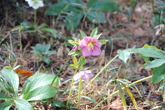 2013.3.22 021.JPG