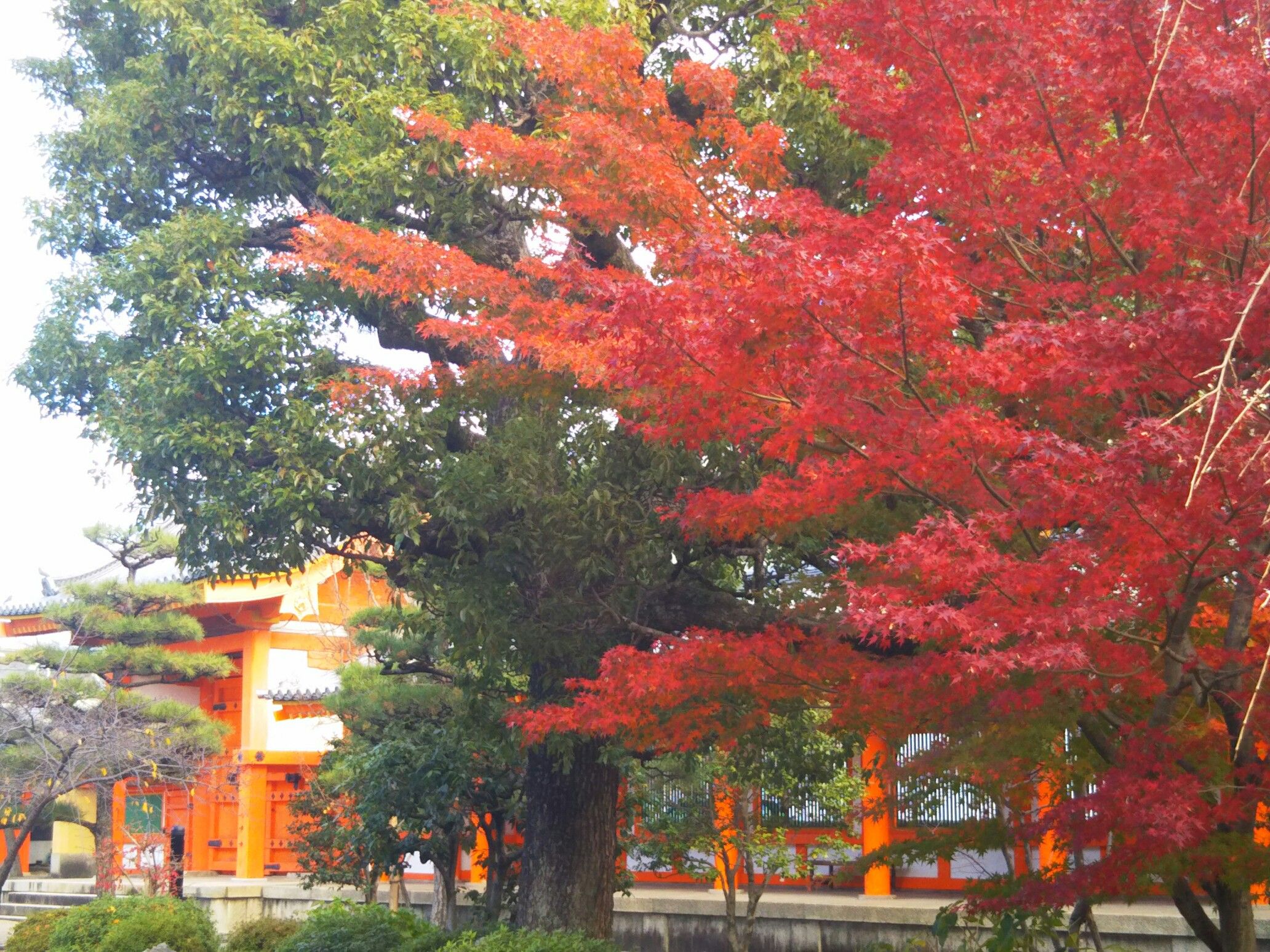 京都 三十三間堂の紅葉と桜 らぶテニスのブログ テニスとトレーニングと何てことない日常と 楽天ブログ
