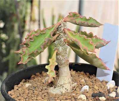 デンモザ・茜丸などのサボちゃん植替えと実生帝玉 | ☆ガマンマの ニク