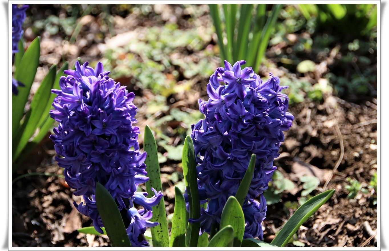 ヒヤシンス 光と風のそよぎ 鳳英 楽天ブログ