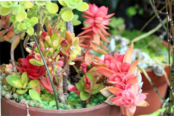 多肉植物の紅葉 写真 花のあるネイチャ 風景 夕陽 航空機 野鳥 天体 自然観察 徒然日記 楽天ブログ