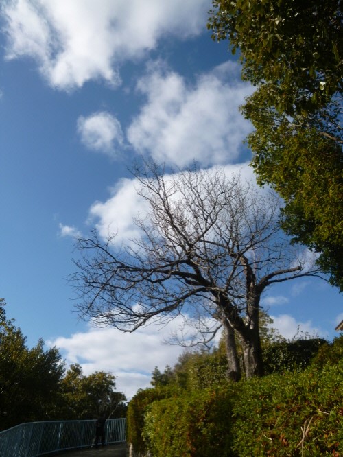 P1140864(1).JPG