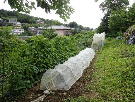 米ナス 葉山野菜栽培記 6月下旬 暇人主婦の家庭菜園 楽天ブログ