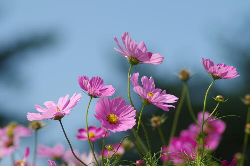 花の丘のコスモス